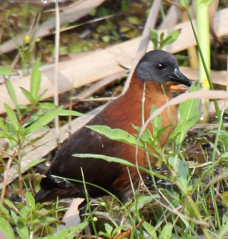 File:Ruddy Crake (Laterallus ruber) (7222530610) (cropped).jpg