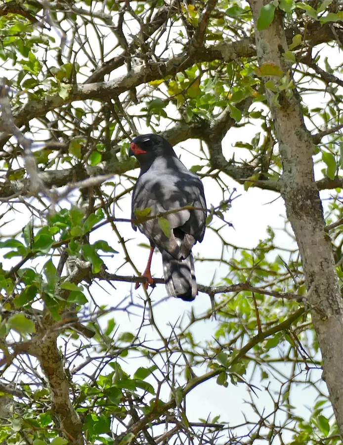 File:Dark Chanting Goshawk (Melierax metabates) - Flickr - berniedup.jpg