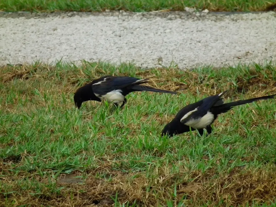 File:喜鵲 Oriental Magpies (Pica serica) - panoramio.jpg