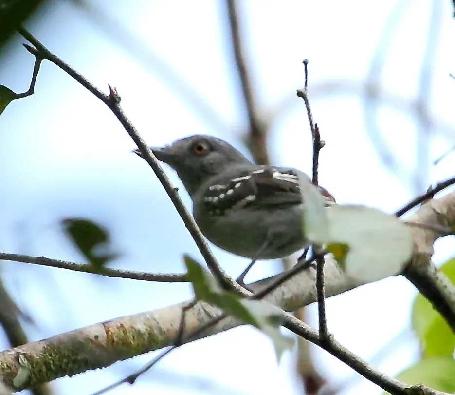 File:Thamnophilus punctatus - Northern slaty antshrike (male).jpg