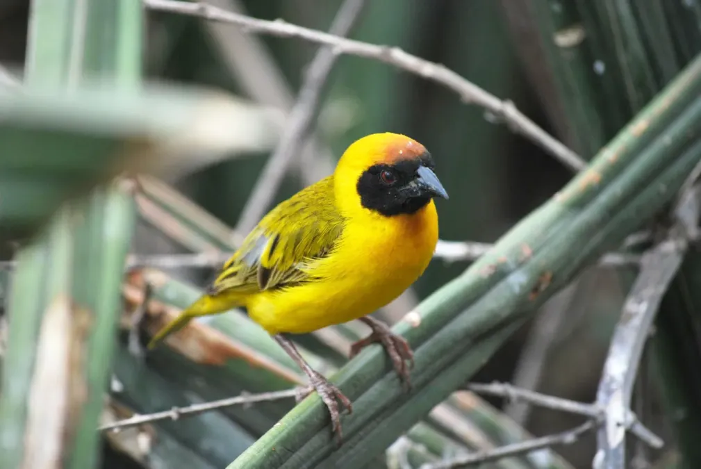 File:Ploceus vitellinus, Serengeti, Tanzania 2.jpg