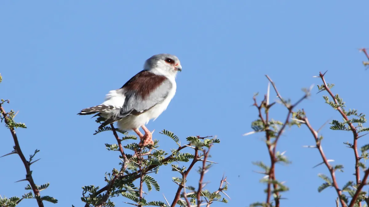 File:Pygmy Falcon (Polihierax semitorquatus), at Kgalagadi Transfrontier Park, Northern Cape, South Africa (34384165391).jpg