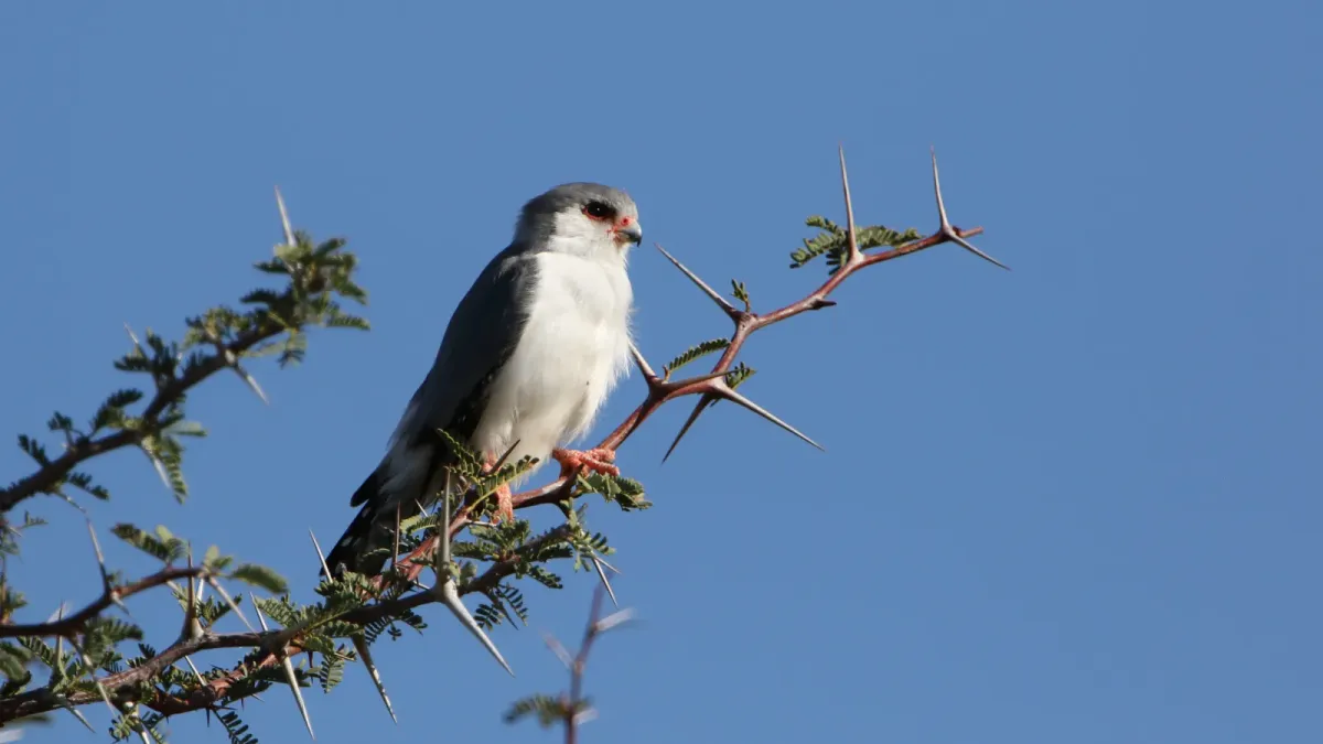 File:Pygmy falcon, or African pygmy falcon, Polihierax semitorquatus, at Kgalagadi Transfrontier Park, Northern Cape, South Africa. (34128948890).jpg