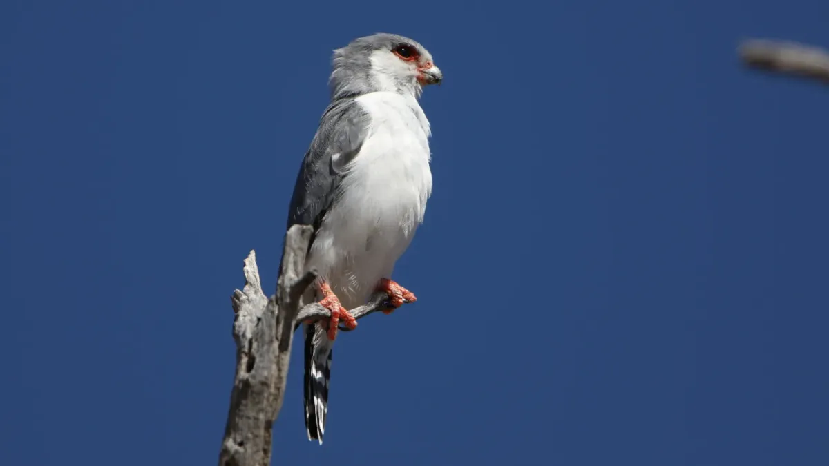 File:Pygmy falcon, or African pygmy falcon, Polihierax semitorquatus, at Kgalagadi Transfrontier Park, Northern Cape, South Africa. (34128951520).jpg