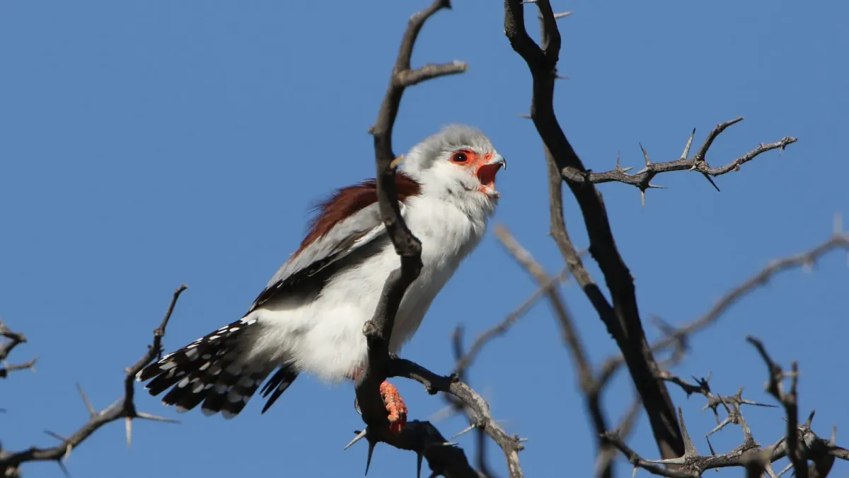 File:Pygmy falcon, or African pygmy falcon, Polihierax semitorquatus, at Kgalagadi Transfrontier Park, Northern Cape, South Africa. (34128953870).jpg