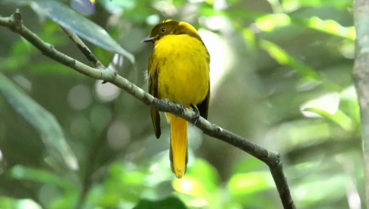File:Golden Bowerbird (Prionodura newtoniana).jpg
