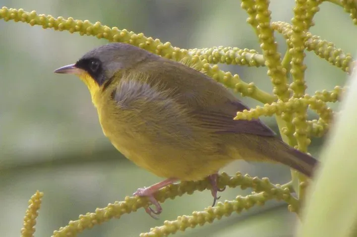 File:Pia-cobra (Geothlypis aequinoctialis).jpg