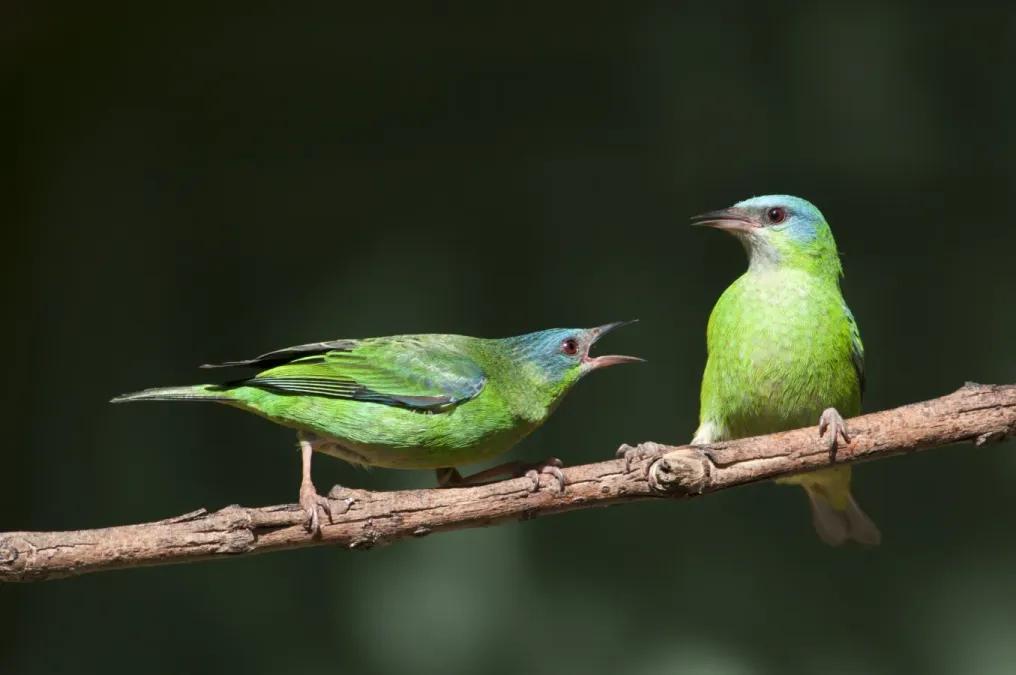 File:Disputa de galho entre duas fêmeas de Saí-azul - Dacnis cayana.jpg