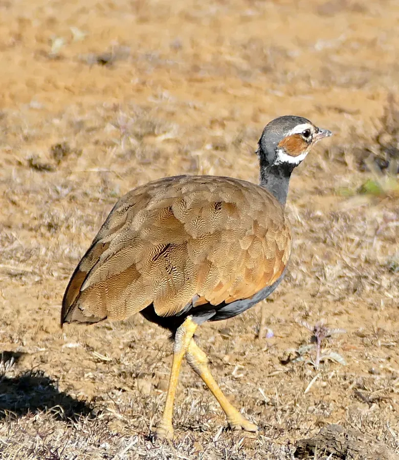 File:Blue Korhaan (Eupodotis caerulescens) female (32483843581) (cropped).jpg