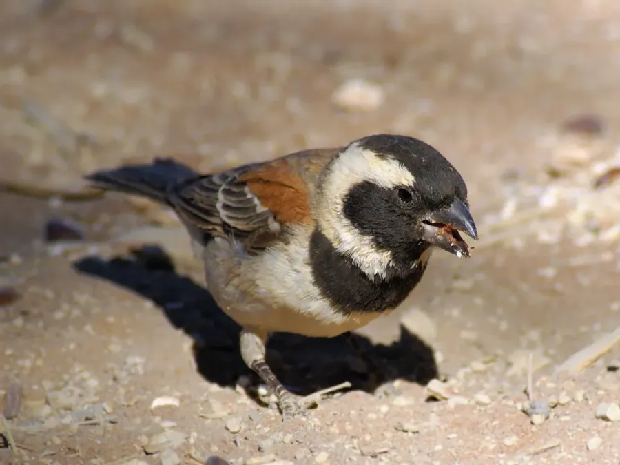 File:Passer melanurus (male).jpg