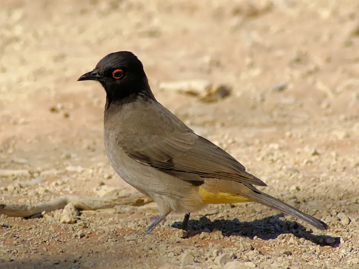 File:Pycnonotus nigricans.jpg