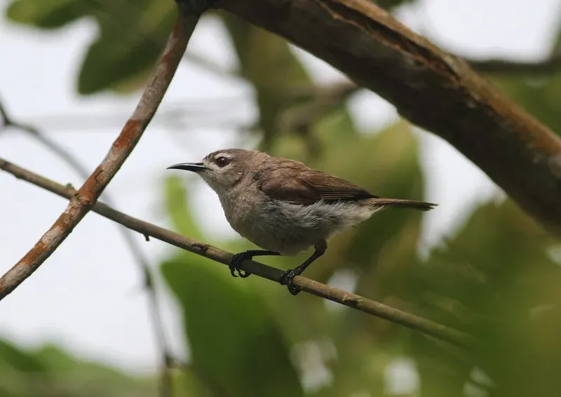 File:Anthreptes gabonicus (Nectariniidae) (Mangrove Sunbird) - (adult), Axim, Ghana.jpg
