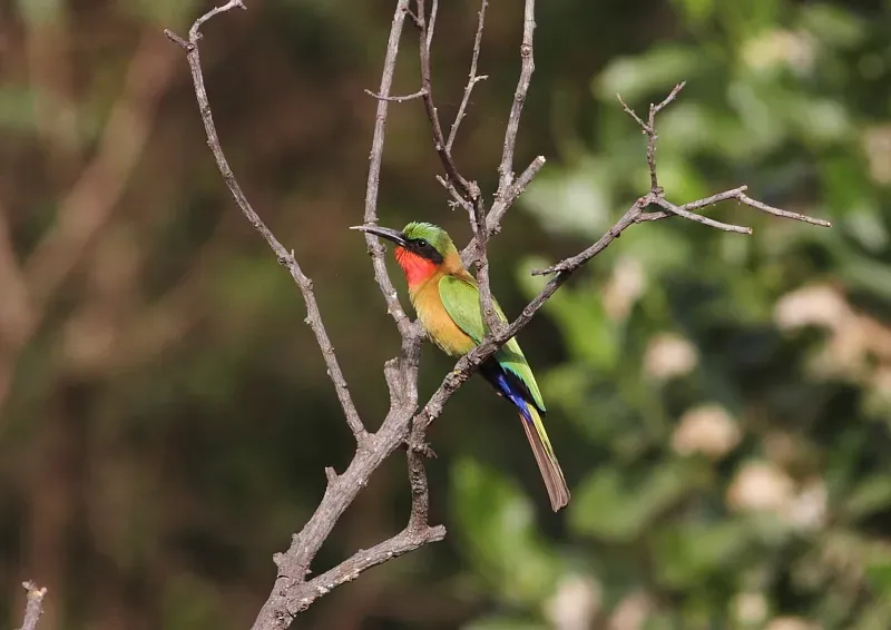 File:Merops bulocki (Red-throated Bee-eater), Mole National Park, Ghana.jpg