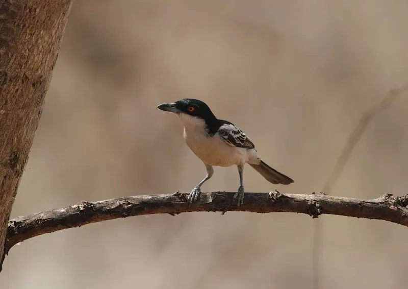 File:Dryoscopus gambensis (Malaconotidae) (Northern Puffback) - (male), Mole National Park, Ghana.jpg