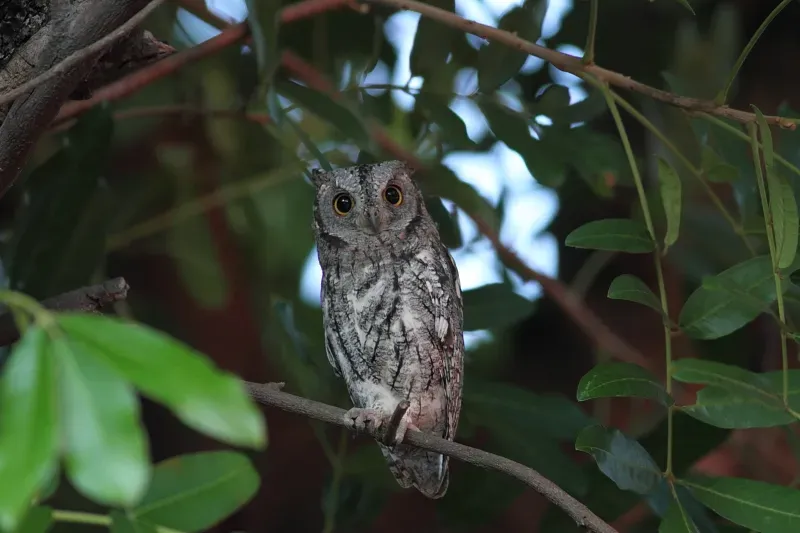 File:Otus senegalensis (Strigidae) (African Scops Owl) - (adult), Kruger National Park, South Africa.jpg