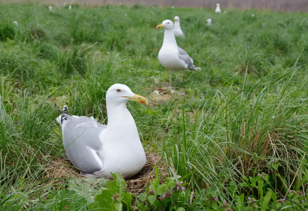 File:Жовтоногі мартини (Larus cachinnans).jpg