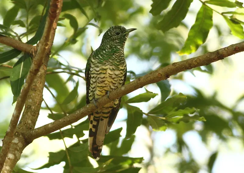 File:Chrysococcyx cupreus (Cuculidae) (African Emerald Cuckoo) - (female adult), Greater St Lucia Wetlands Park, South Africa.jpg