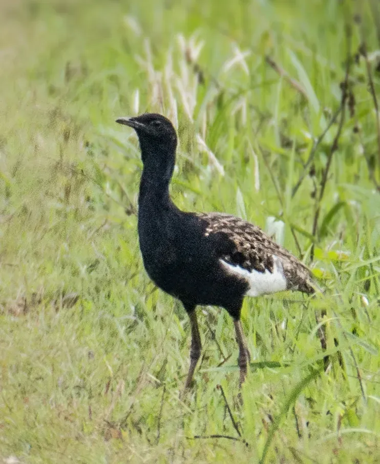 File:Bengal Florican Houbaropsis bengalensis bengalensis (cropped).jpg