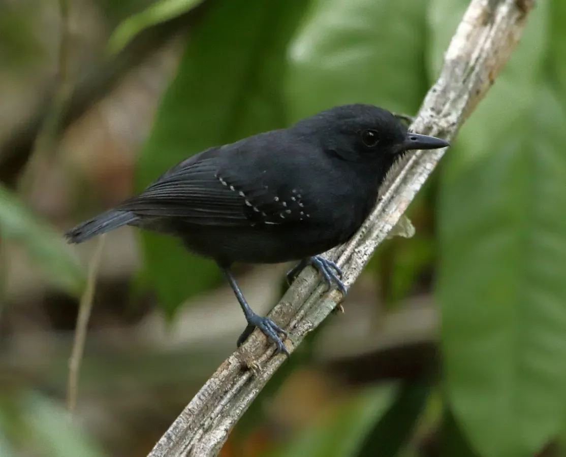 File:Dysithamnus plumbeus - Plumbeous antvireo.jpg