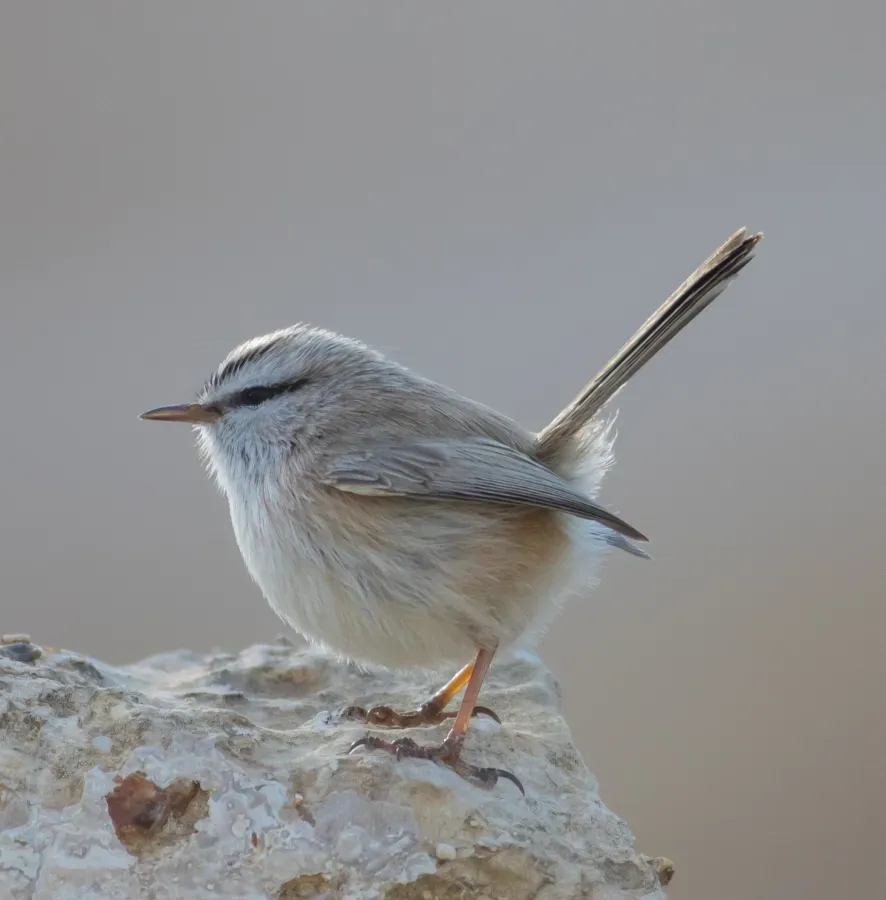 File:Scotocerca inquieta - Israel (cropped).jpg