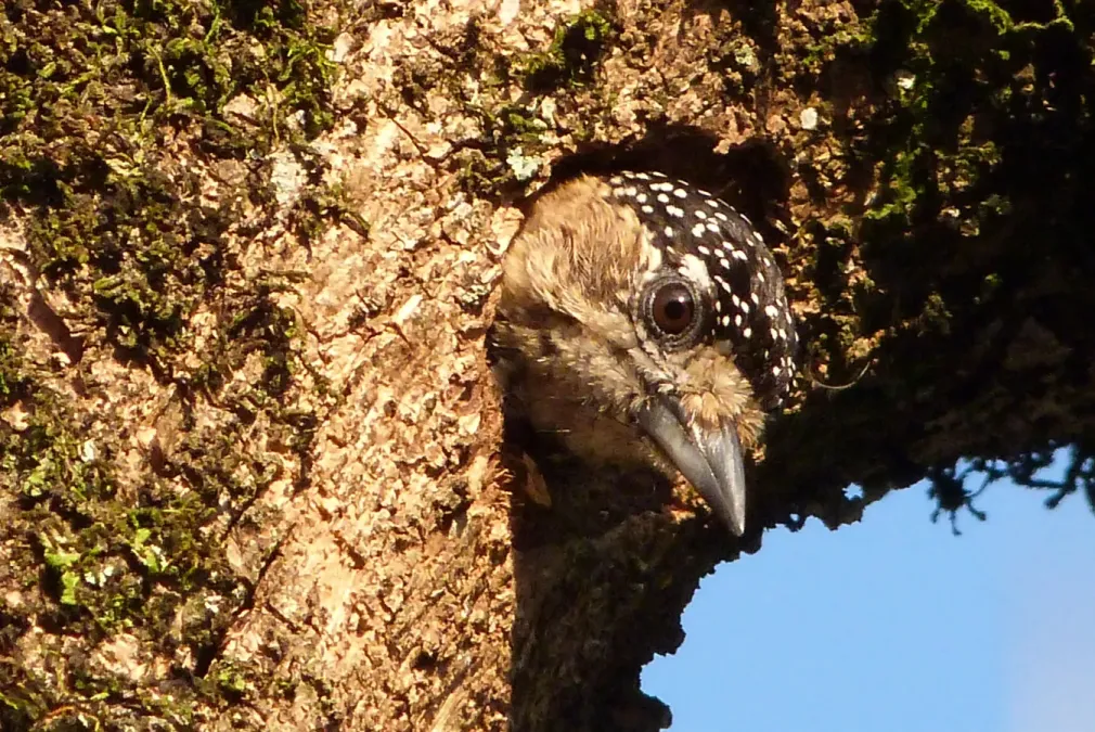 File:Picumnus albosquamatus(fêmea).jpg