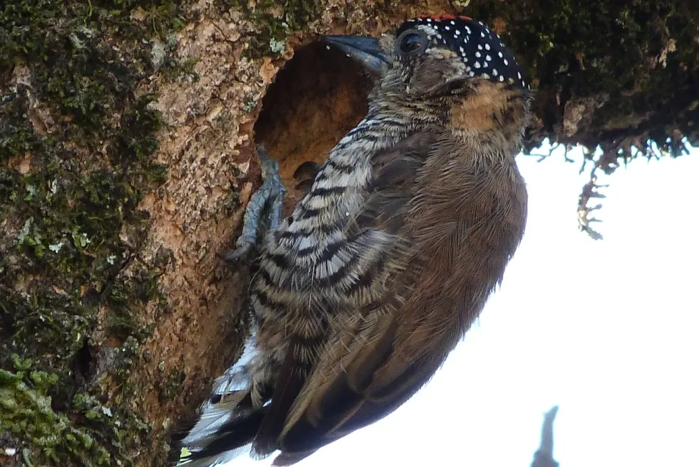 File:Picumnus albosquamatus.jpg
