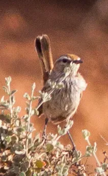 File:Calamanthus campestris (cropped).jpg
