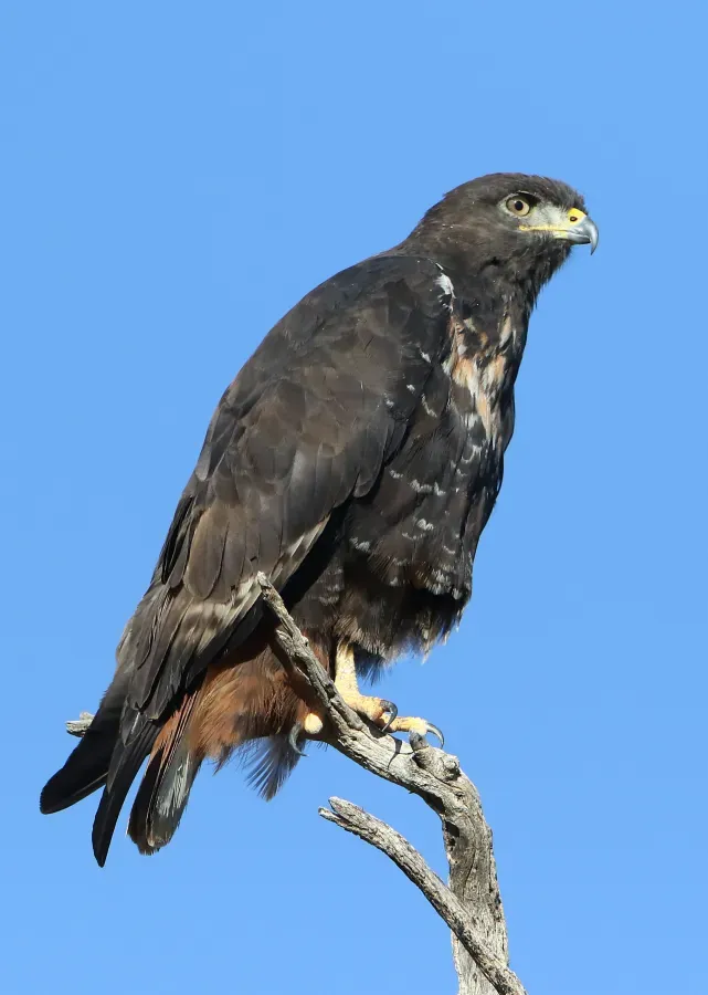 File:Jackal buzzard, Buteo rufofuscus, at Kgalagadi Transfrontier Park, Northern Cape, South Africa (34291072000).jpg