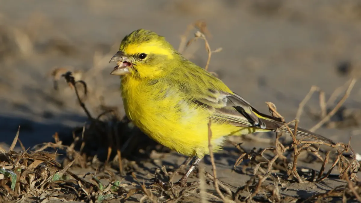 File:Yellow canary, Crithagra flaviventris, at Kgalagadi Transfrontier Park, Northern Cape, South Africa (34469217102).jpg