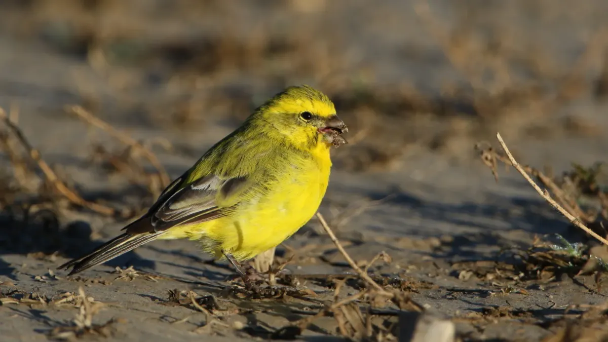 File:Yellow canary, Crithagra flaviventris, at Kgalagadi Transfrontier Park, Northern Cape, South Africa (34469217352).jpg