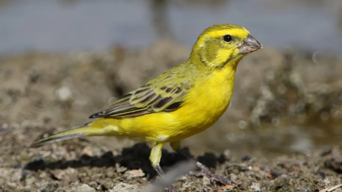 File:Yellow canary, Crithagra flaviventris, at Kgalagadi Transfrontier Park, Northern Cape, South Africa (33788337194).jpg