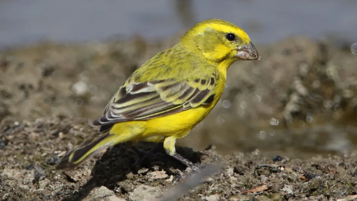 File:Yellow canary, Crithagra flaviventris, at Kgalagadi Transfrontier Park, Northern Cape, South Africa (34469216842).jpg