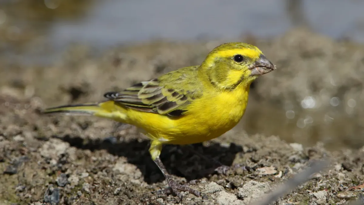 File:Yellow canary, Crithagra flaviventris, at Kgalagadi Transfrontier Park, Northern Cape, South Africa (34631274655).jpg