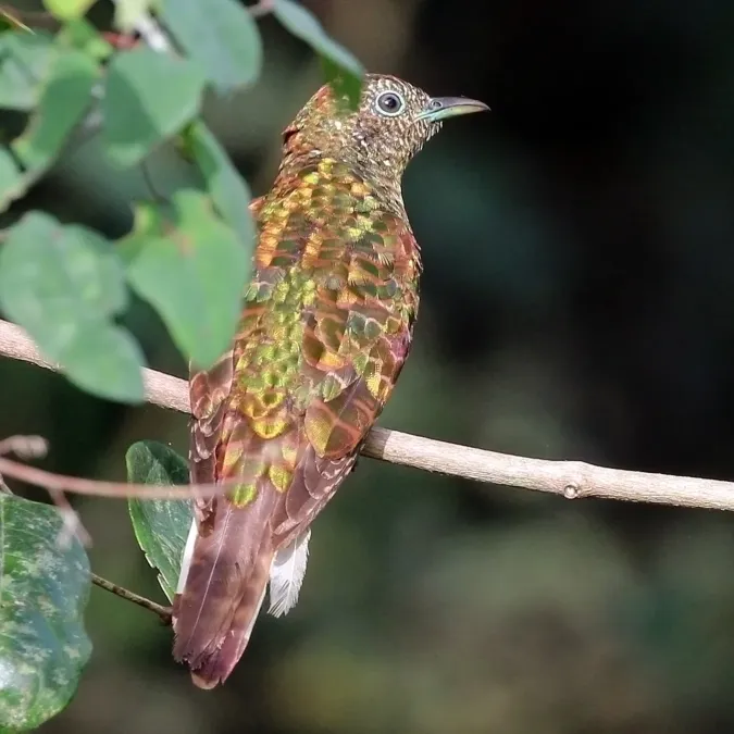 File:African emerald cuckoo (Chrysococcyx cupreus) female 2.jpg
