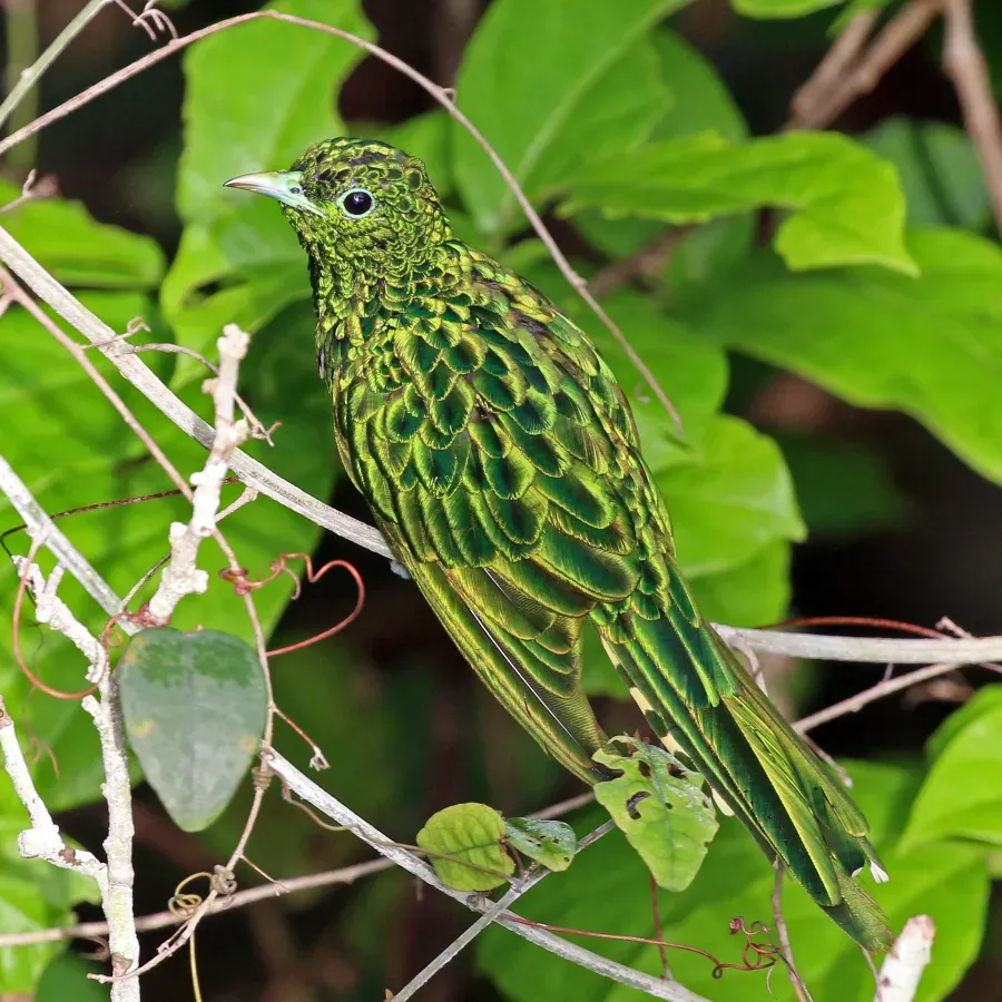 File:African emerald cuckoo (Chrysococcyx cupreus) male.jpg
