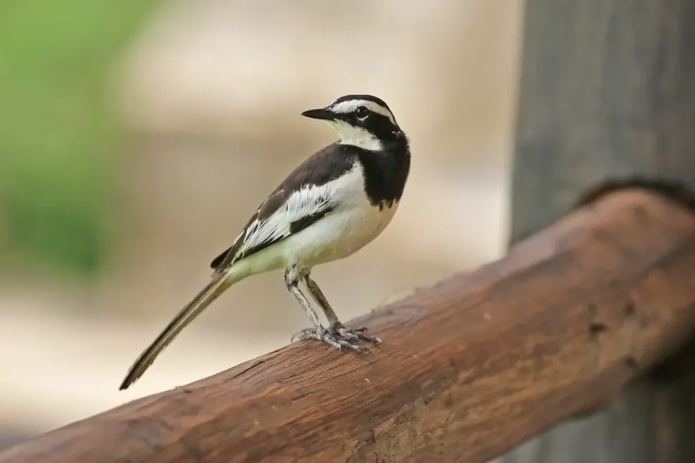 File:African pied wagtail (Motacilla aguimp vidua) male breeding.jpg