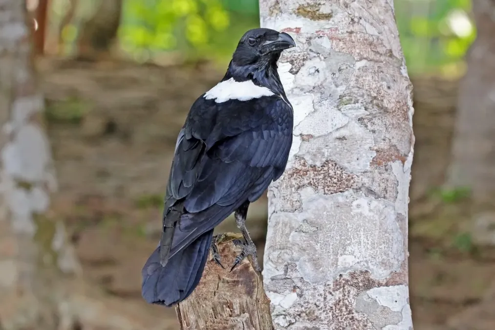 File:Pied crow (Corvus albus) 2.jpg