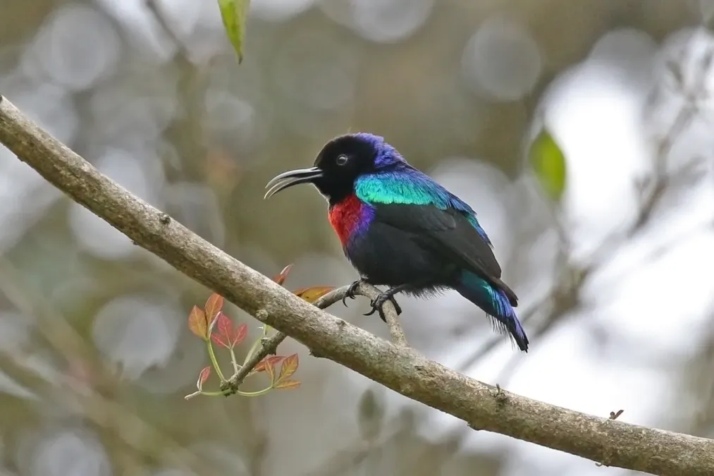 File:Splendid sunbird (Cinnyris coccinigastrus) male.jpg