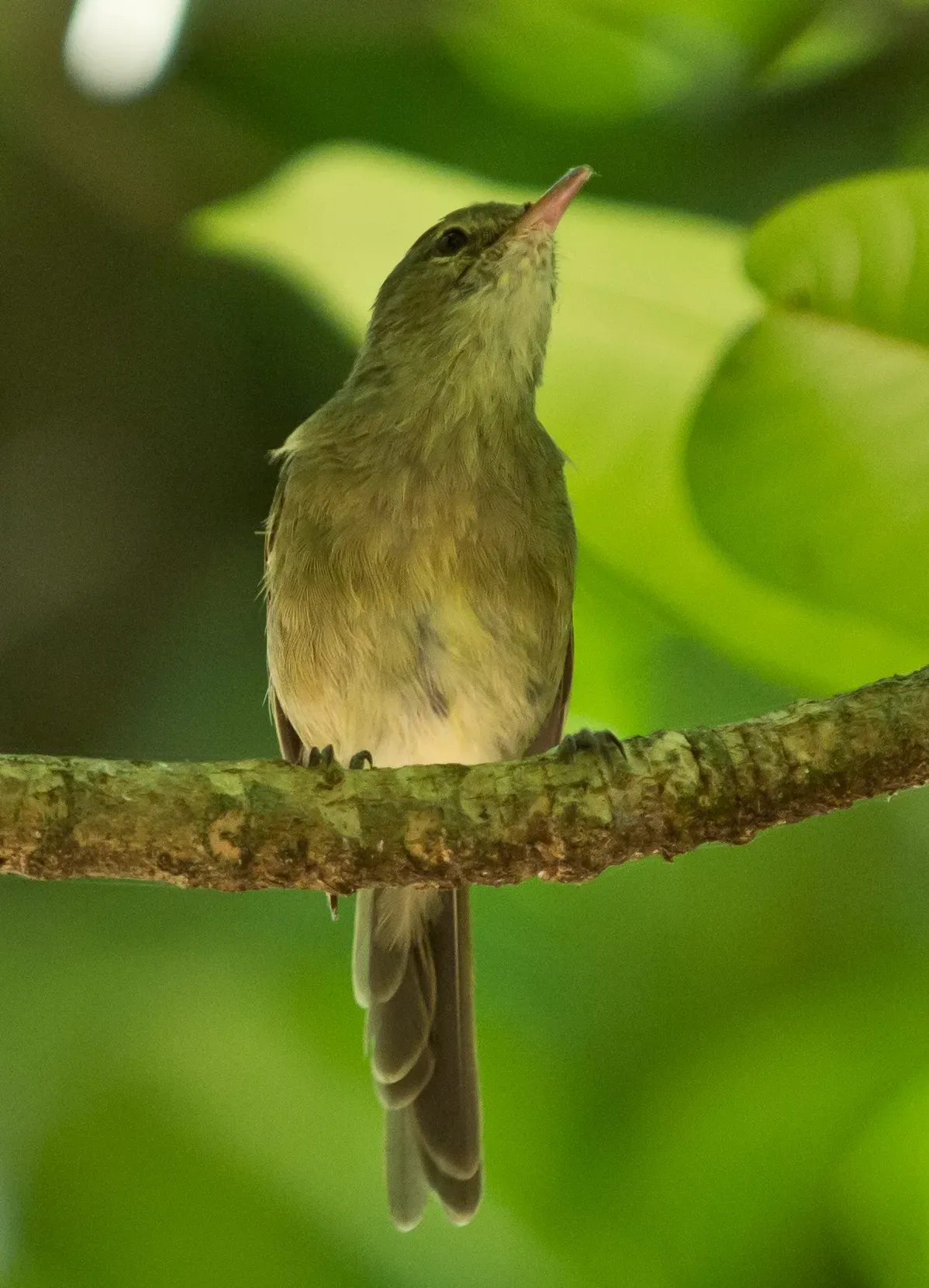 File:Seychellen-Rohrsaenger - Acrocephalus sechellensis (cropped).jpg