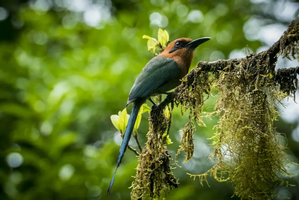 File:Broad-billed motmot (Electron platyrhynchum).jpg