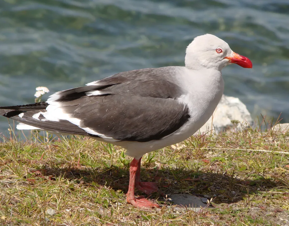 File:Dolphin Gull - Leucophaeus scoresbii.jpg