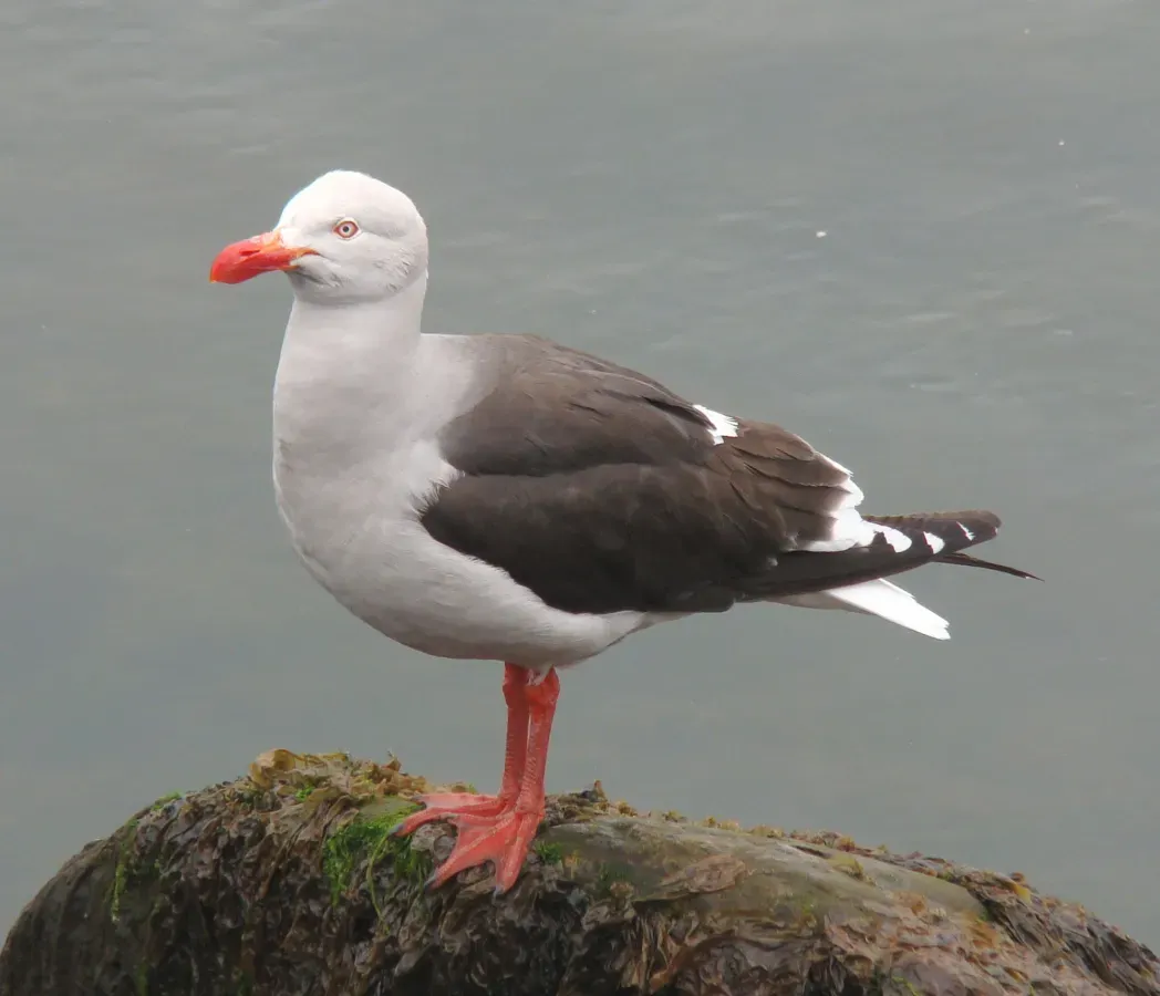 File:Dolphin Gull - Leucophaeus scoresbii on rock.jpg