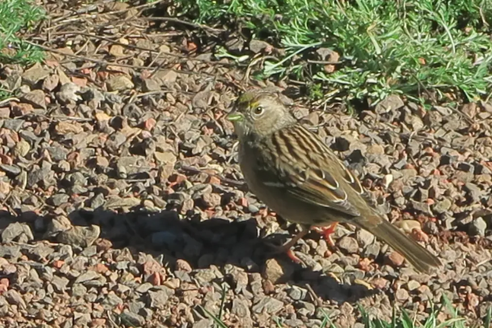 File:J20151229-0071—Golden-crowned sparrow (Zonotrichia atricapilla)—RPBG (23984831971).jpg