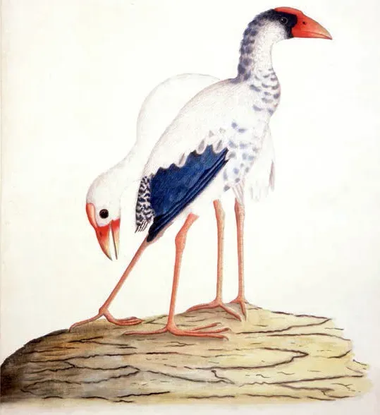 File:Porphyrio albus 1790 unknown artist.jpg