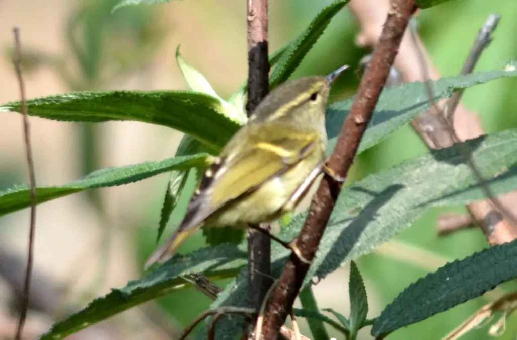File:Buff-barred Leaf Warbler Phylloscopus pulcher by Dr. Raju Kasambe DSC 2151.jpg