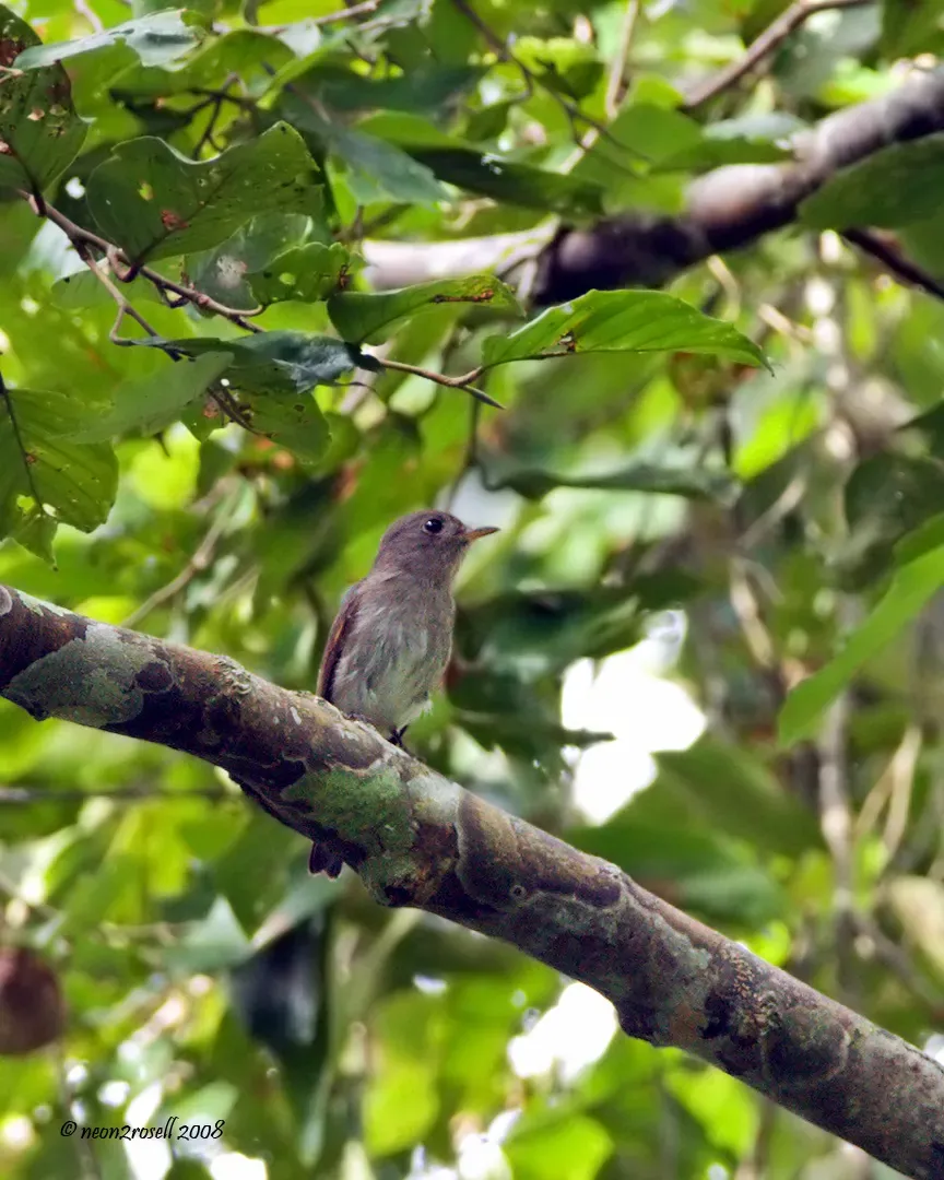 File:Ashy-breasted Flycatcher (Muscicapa randi) facing right in tree.jpg