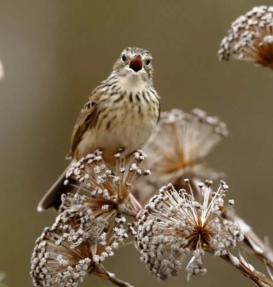File:Anthus hellmayri (Hellmayr's pipit).jpg