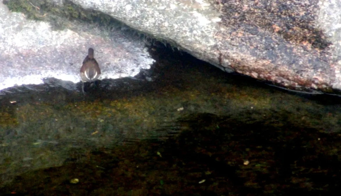 File:Cinclodes atacamensis Córdoba.jpg