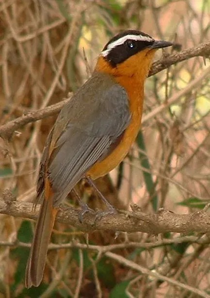File:White-browed Robin-Chat (Cossypha heuglini).jpg