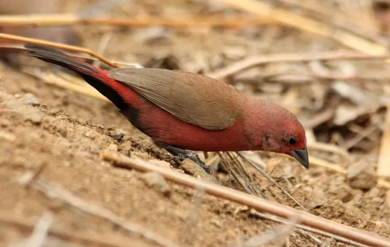File:Jameson's Firefinch (Lagonosticta rhodopareia).jpg